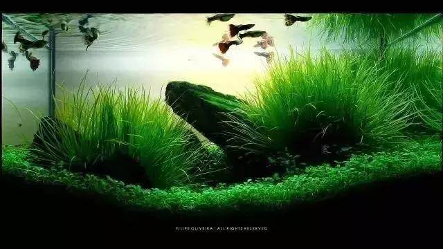 坏水质,草缸水质都要注意哪些