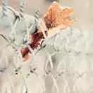 这里有一个坐银魂时光机的机会，可以看看去年的你