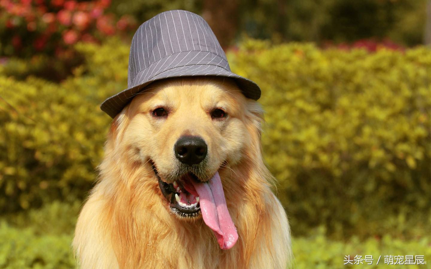 进口猫粮出问题,进口宠物狗粮和猫粮的流程