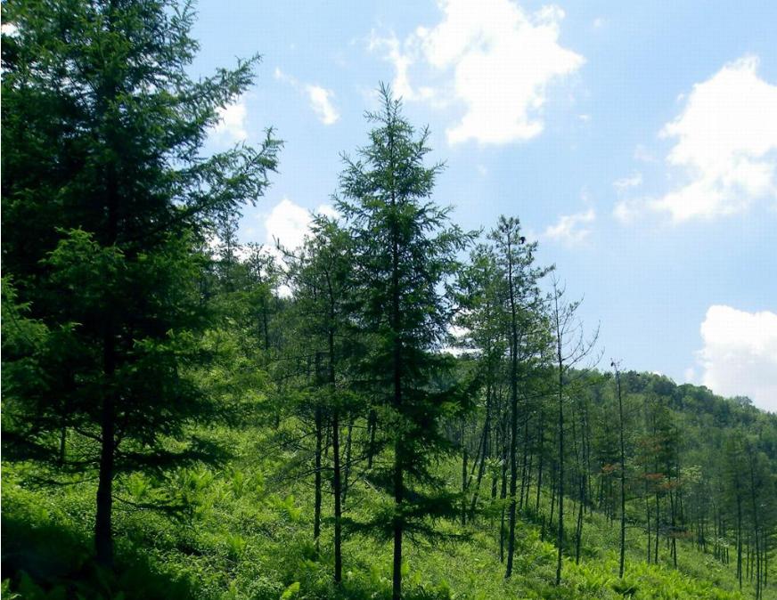 安康籍著名影视演员张嘉译,陕西知名演员张嘉译