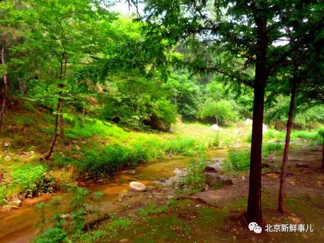 北京最美赏花公园在哪,北京赏花公园景点推荐