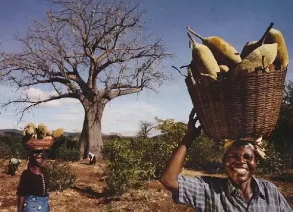 人类未来的重要食物是什么,美国十大未来食物