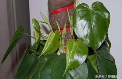 植物怎么养能活得久,适合家庭养的十大植物