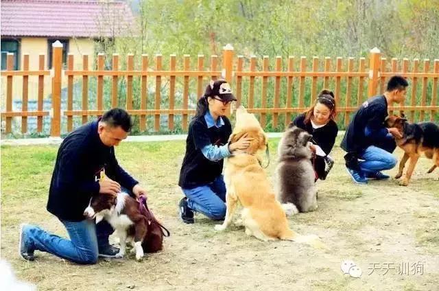犬定力的训练,怎么训练小型犬的胆量