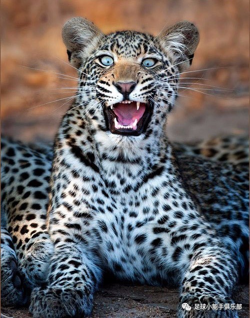 英超意甲派系斗争一触即发，曼城尤文国米暗藏冷门让你惊蛰？