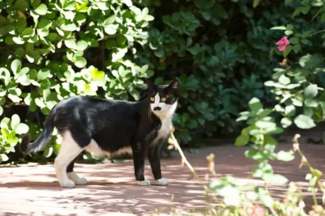 流浪动物救助志愿者全集,遇见流浪动物时怎么做最合适