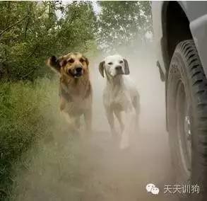 怎么制止狗狗喜欢追跑的人,如何纠正狗狗追着咬人的坏习惯