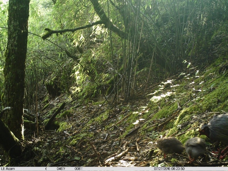 森林之眼好玩吗,森林之眼在景区哪个位置