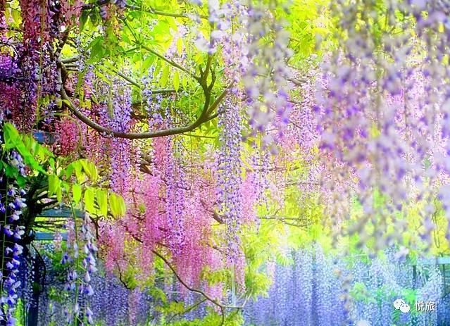 日本紫藤花美景,日本最浪漫的紫藤