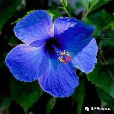 这13种开紫色花的花卉你认识几种,五种常见蓝色花