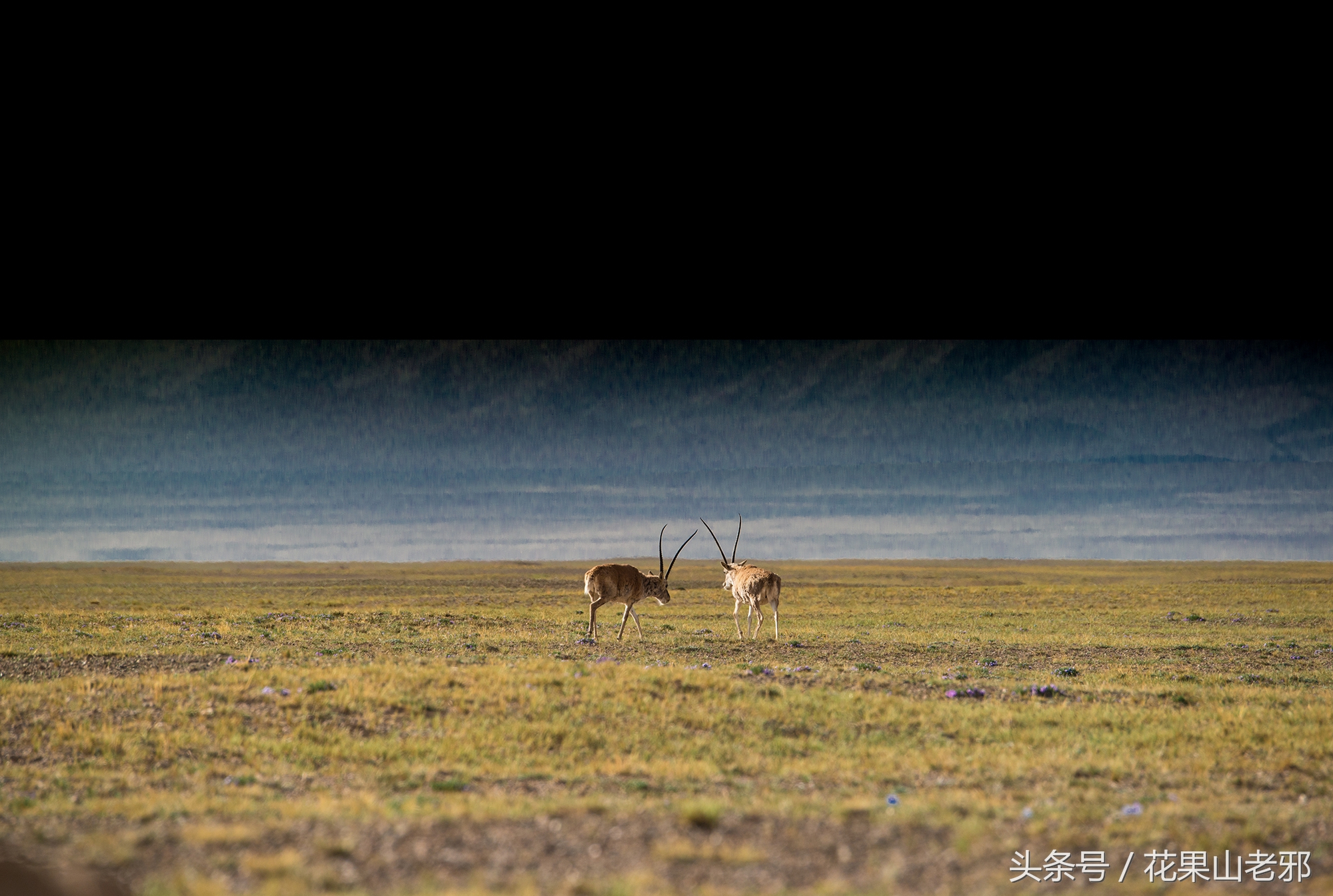 机械快门电子快门寿命,相机一般快门寿命是多少