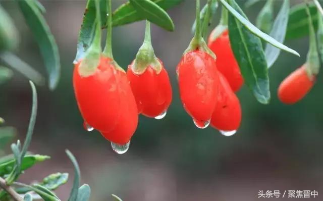 枸杞的功效作用搞笑视频,枸杞神奇功效与作用点是什么呢