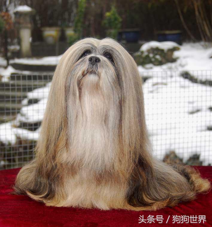 可爱呆萌狗狗资料,狗狗15种寄生虫病详细资料图