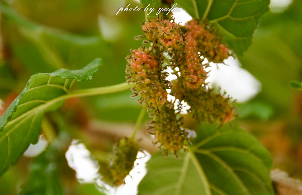 东莞市世界工厂,世界工厂东莞各个镇名字