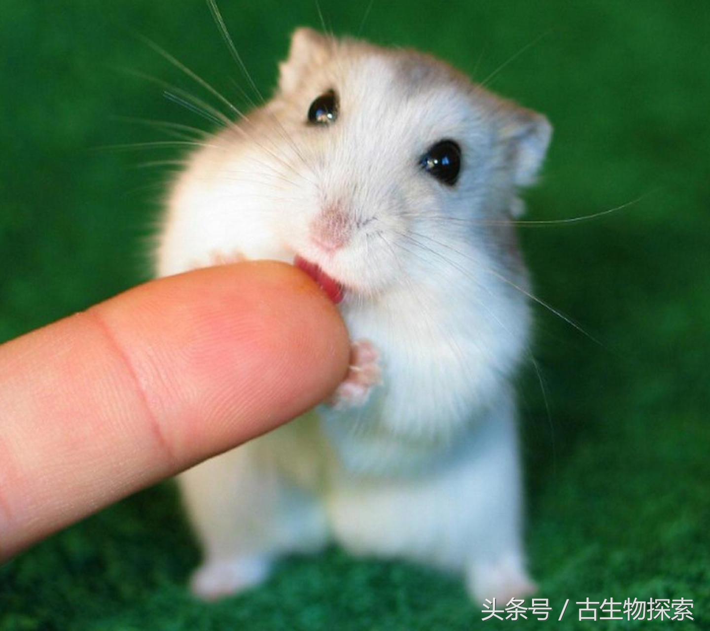 历史上几百万年前南美洲巨鼠,史前生物巨鼠