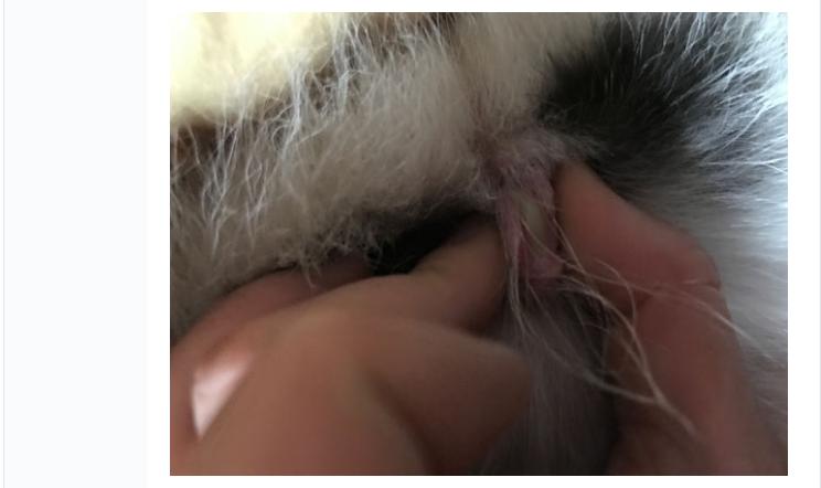 哈士奇身上长脓包,哈士奇豆豆被虫子咬了