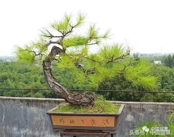 山松移植后黄叶,山松下山桩一月份怎么黄叶了