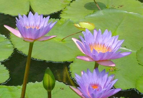 带你认识这些花,这些花长得极丑镇宅又养人