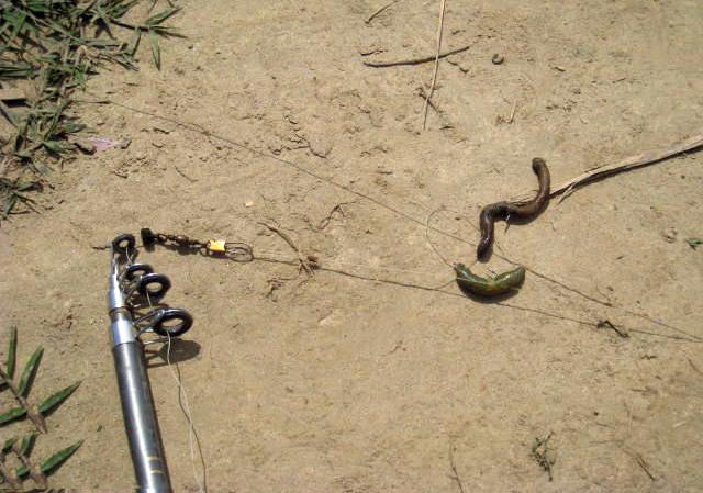 用黑蚯蚓钓黄辣丁,用黑蚯蚓钓什么鱼