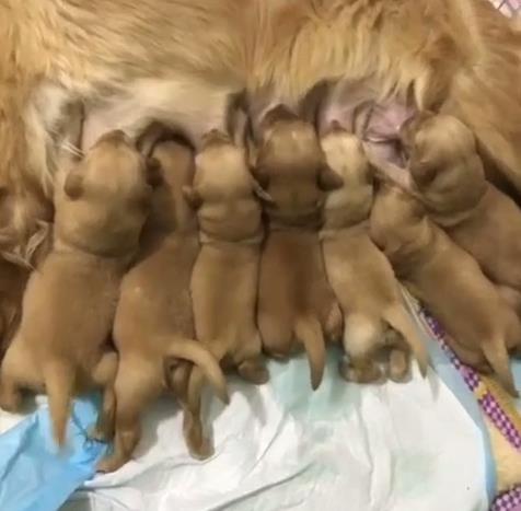 金毛下了七个崽奶水够吃吗,金毛生崽奶水不足