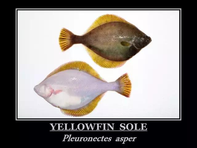 阿拉斯加鲽鱼怎么做好吃,阿拉斯加黄金鲽鱼做法