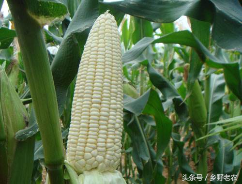 价格便宜又高产玉米种,转基因玉米和非转基因玉米哪个好