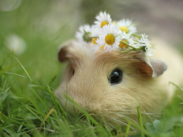 饲养仓鼠的正确方法,仓鼠老婆婆饲养教程