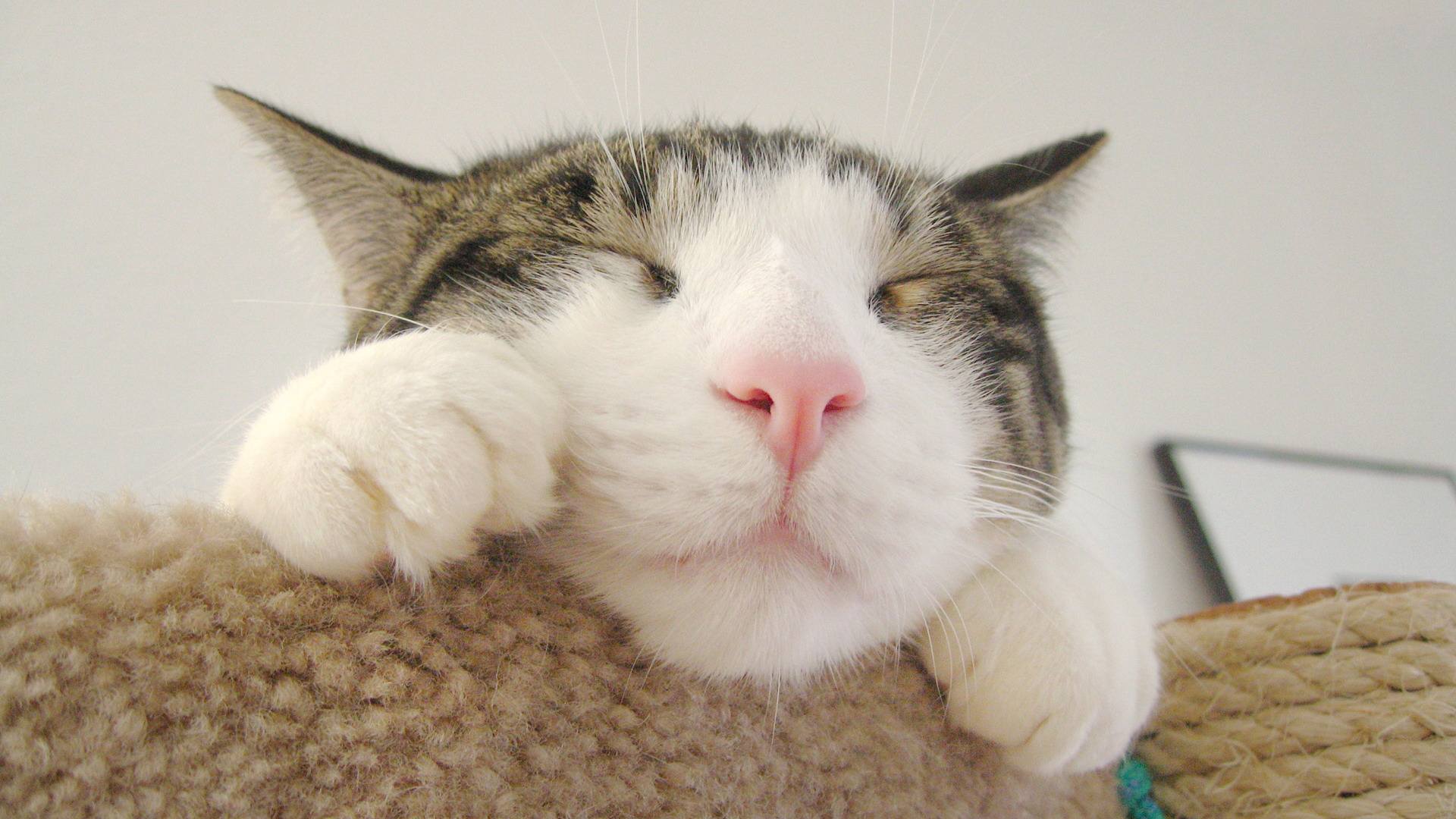 猫咪来到新家不吃不喝咋办,新到家猫咪不吃猫粮怎么办