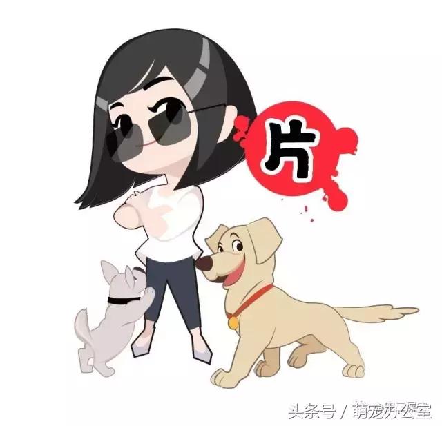 怀孕期的狗狗一定要注意，否则后果不堪设想！