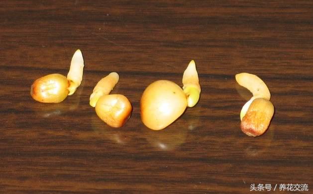 从网上买回来的君子兰种子怎么种,君子兰种子直接种上能活吗