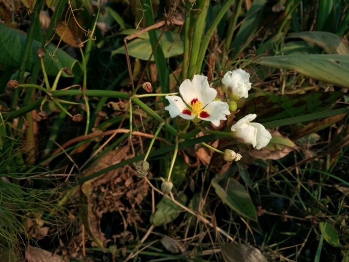 6GB大有可畏360手机N5一周用户体验报告：畅快！