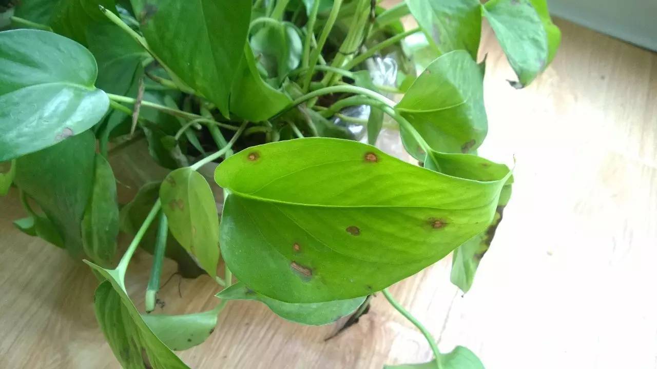 阿司匹林养绿萝黄叶怎么回事,绿萝有黄叶斑怎么处理