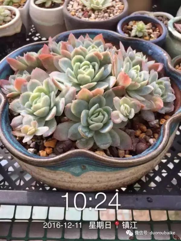 一株多肉治愈整个人心,一棵多肉的逆袭