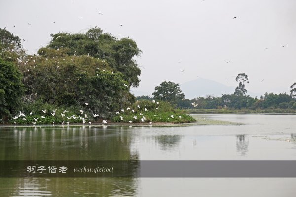 居于涟岸隐于湖,到肇庆体验离尘不离城的精致慢生活