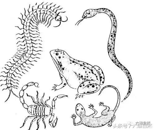 世界上最毒的蝎子vs最毒的蜘蛛,世界上最毒的蜘蛛对战蝎子