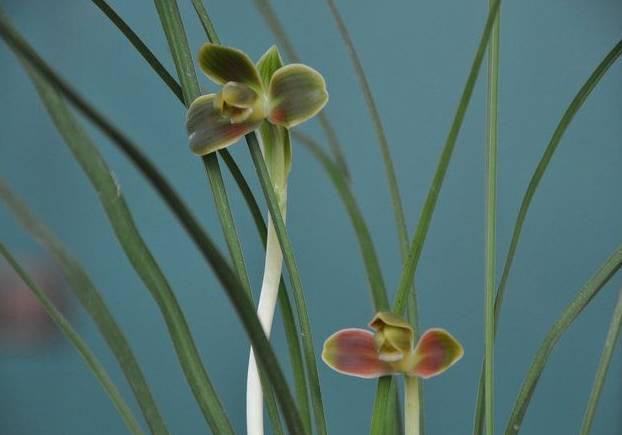 云南兰花名贵品种图片介绍,云南兰花老品种有哪些图片