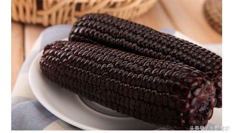 价格便宜又高产玉米种,转基因玉米和非转基因玉米哪个好