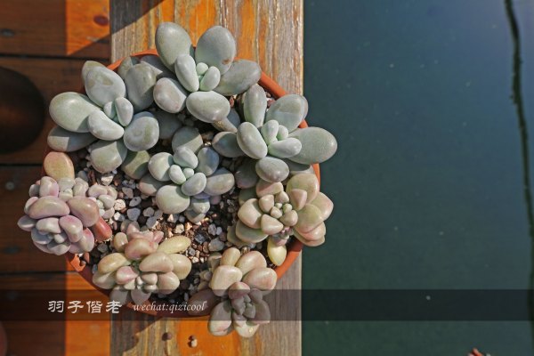 居于涟岸隐于湖，到肇庆体验离尘不离城的精致慢生活