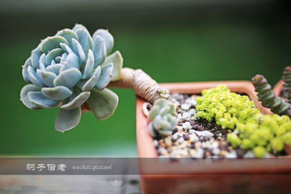 居于涟岸隐于湖,到肇庆体验离尘不离城的精致慢生活