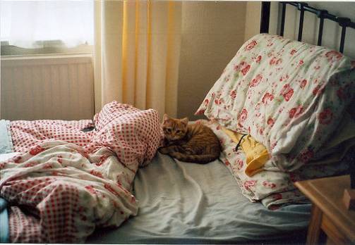 什么猫咪粘人又温顺,猫咪粘人程度排行榜