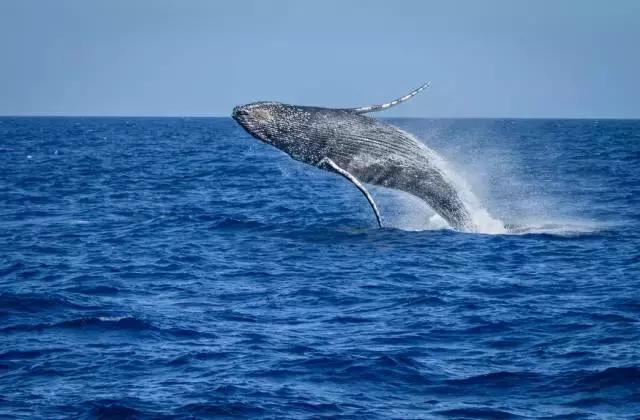 汤加国家旅游攻略,汤加国内旅游