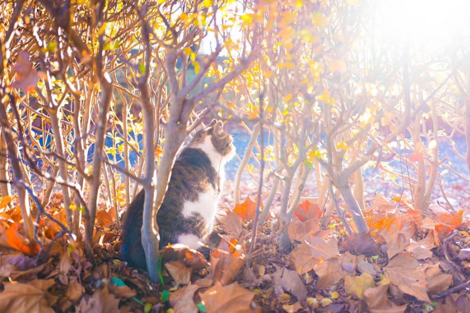 leica徕卡相机,leica徕卡摄影