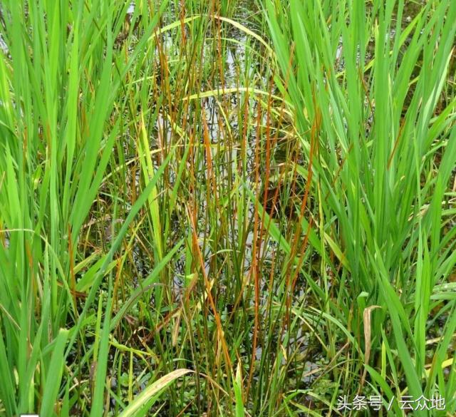 稻田中生长的水果荸荠,荸荠的常见病害