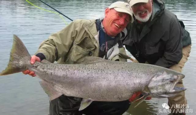 加拿大bc省鲟龙鱼,加拿大bc省鳕鱼