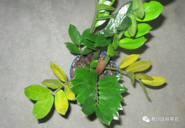 金钱树叶子发黄的原因和解决方法,金钱树叶子发黄原因及解决办法