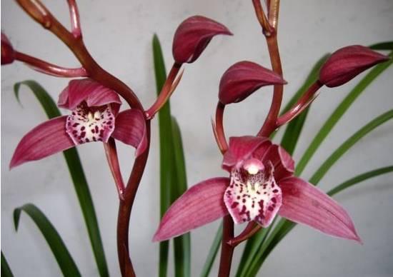 云南兰花名贵品种图片介绍,云南兰花老品种有哪些图片