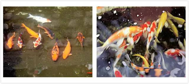 怎样避免诱发和加重银屑病的因素？——苏飞医生讲堂实录