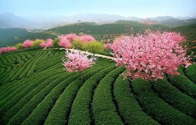 漳平茶山樱花,漳平樱花园景点