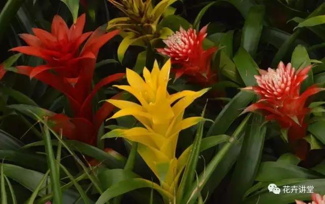 相似的花儿又来了，今天我们来认识它们