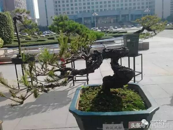 山松移植后黄叶,山松下山桩一月份怎么黄叶了